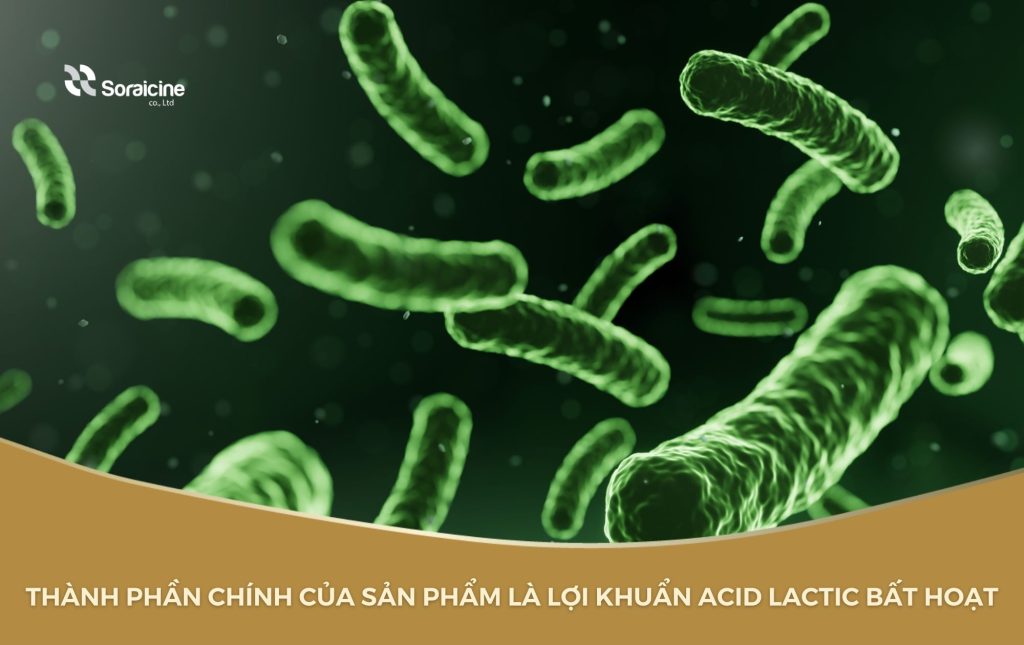 Thành phần chính của men vi sinh Kaichou 1500mg là lợi khuẩn acid lactic bất hoạt