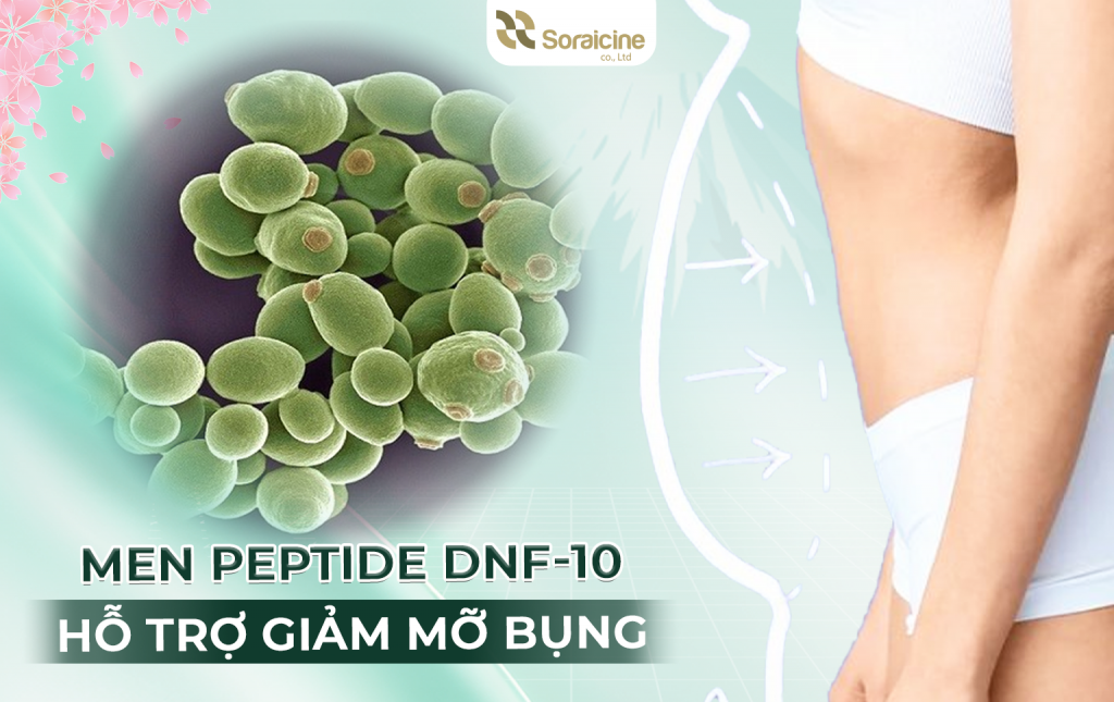 Men Peptide DNF-10 Hỗ Trợ Giảm Mỡ Bụng