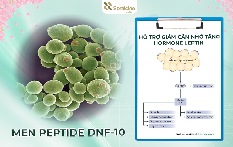 Men Peptide DNF-10 Hỗ Trợ Giảm Mỡ Bụng 3