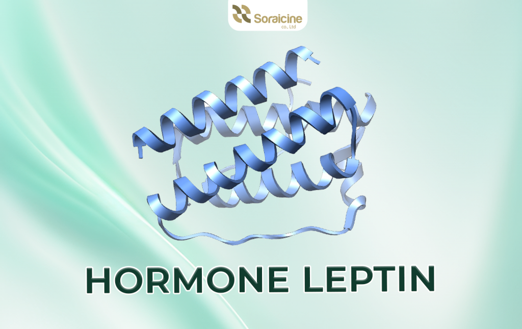 hormone leptin herasuki 