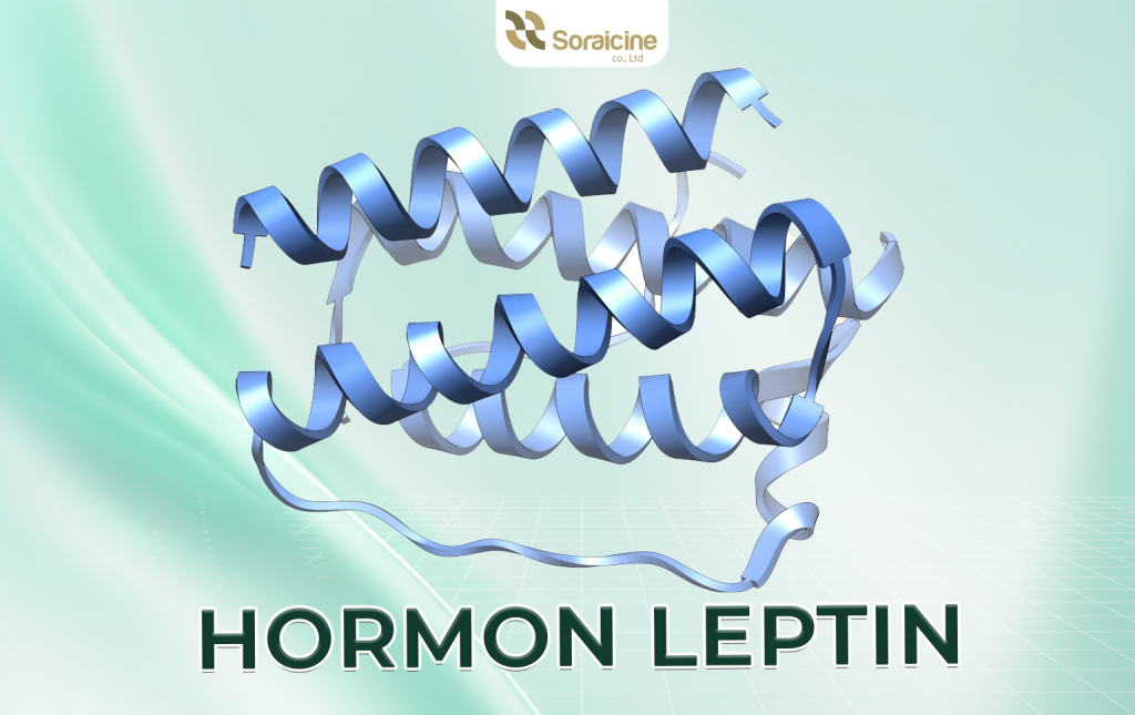 hormon leptin